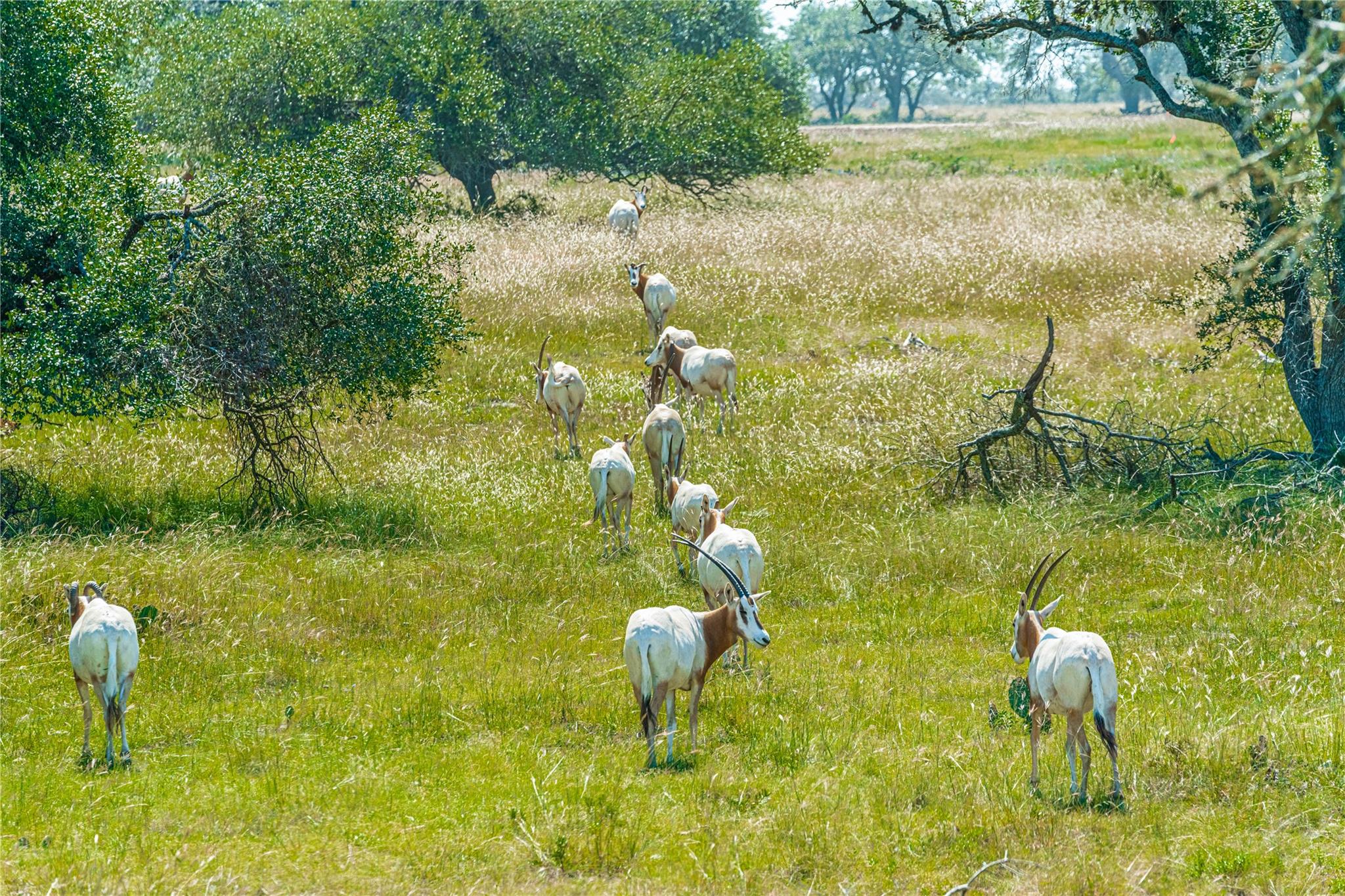 Acres of natural habitat await, offering serene views and abundant wildlife.